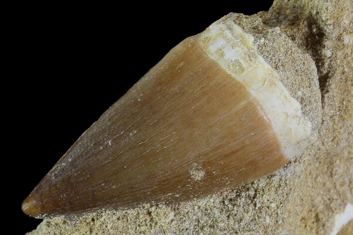 Mosasaur (Prognathodon) Tooth In Rock - Nice Tooth #96156